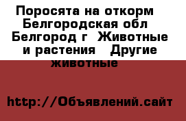 Поросята на откорм - Белгородская обл., Белгород г. Животные и растения » Другие животные   